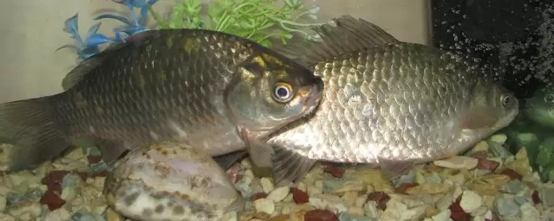 养鲫鱼换水频率及夏季换水情况(养鲫鱼多久换水及夏季换水情况)?-会东网