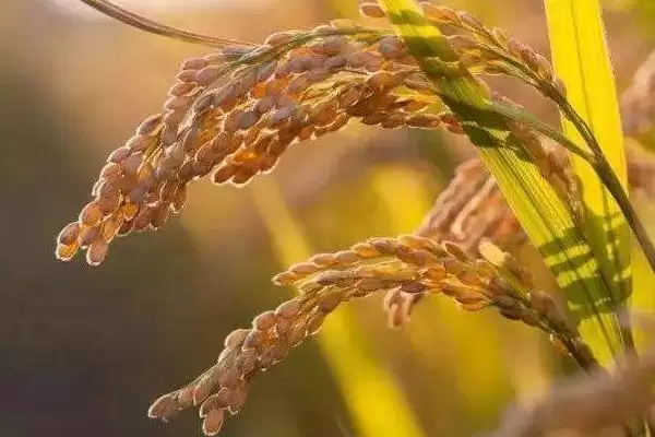 银两优洁田丝苗水稻种简介与生育期(银两优洁田丝苗水稻种简介及生育期)？插图2