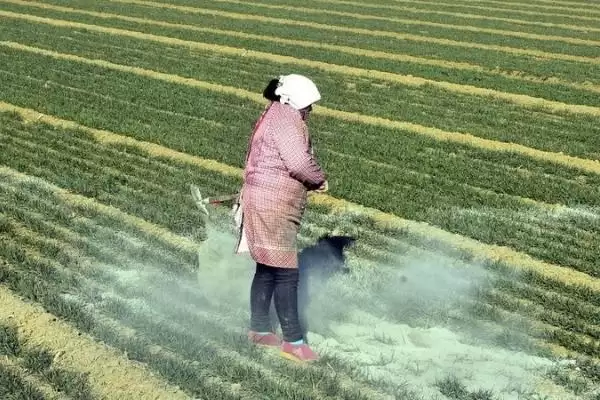 草木灰做肥料和农药使用方法(草木灰如何做肥料和农药使用)？插图2