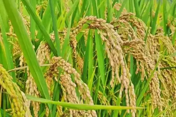 水稻品种选择要点介绍(选择水稻品种首先考虑生育期是否合适)?插图1 水稻品种选择要点介绍(选择水稻品种首先考虑生育期是否合适)?插图1