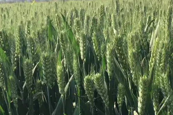 圣麦918小麦种子播期介绍(圣麦918适宜播期10月5-15日)?插图1 圣麦918小麦种子播期介绍(圣麦918适宜播期10月5-15日)?插图1