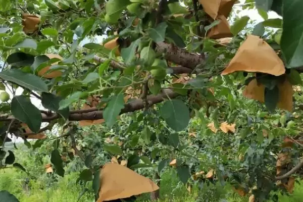苹果园6月管理要点(苹果园6月管理需及时套袋)？插图1