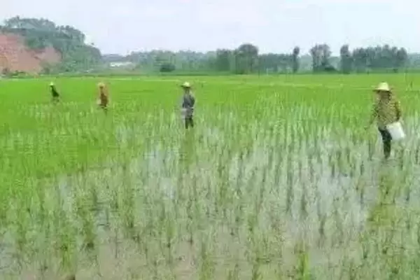 小麦施磷肥方法及氮钾锌肥配施要点(小麦施磷肥咋做及配施要点)?插图4 小麦施磷肥方法及氮钾锌肥配施要点(小麦施磷肥咋做及配施要点)?插图4