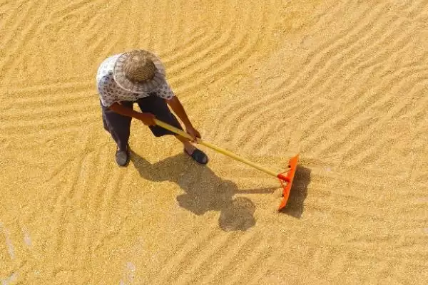 小麦播种前晒种目的及防霉防虫等作用(小麦播种前为啥晒种及作用)?插图1 小麦播种前晒种目的及防霉防虫等作用(小麦播种前为啥晒种及作用)?插图1