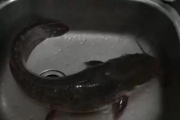 神仙鱼混养鱼类推荐(神仙鱼可与7种鱼混养)?插图2 神仙鱼混养鱼类推荐(神仙鱼可与7种鱼混养)?插图2