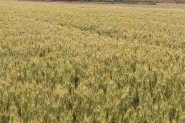 京麦12小麦种子情况、追肥量(京麦12小麦种子介绍,每亩15公斤尿素)?插图1 京麦12小麦种子情况、追肥量(京麦12小麦种子介绍,每亩15公斤尿素)?插图1