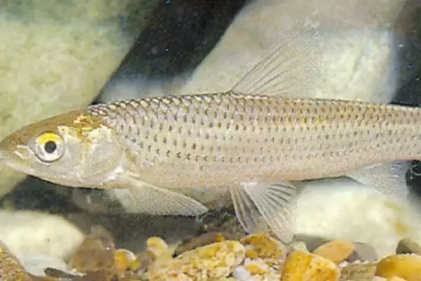 红眼睛红尾巴像草鱼的鱼类推测(红眼睛红尾巴像草鱼是什么鱼,赤眼鳟、麦鲮或乌头鱼都有可能)?插图1 红眼睛红尾巴像草鱼的鱼类推测(红眼睛红尾巴像草鱼是什么鱼,赤眼鳟、麦鲮或乌头鱼都有可能)?插图1