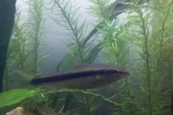 神仙鱼混养鱼类推荐(神仙鱼可与7种鱼混养)?插图7 神仙鱼混养鱼类推荐(神仙鱼可与7种鱼混养)?插图7