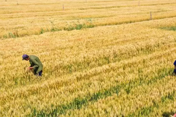 存麦11小麦种情况、全生育期(存麦11小麦种简介,全生育期229.5-233.9天)?插图1 存麦11小麦种情况、全生育期(存麦11小麦种简介,全生育期229.5-233.9天)?插图1