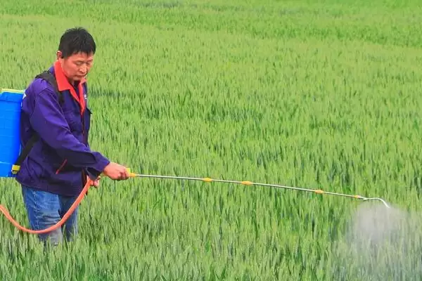 越冬时期小麦蚜虫防治方法及措施(越冬时期如何防治小麦蚜虫及措施)？插图1