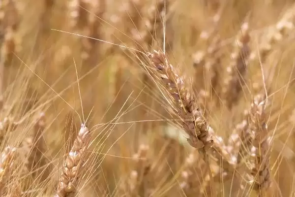 郑麦103特征特性与生育期时长(郑麦103特征特性及生育期)?插图2 郑麦103特征特性与生育期时长(郑麦103特征特性及生育期)?插图2