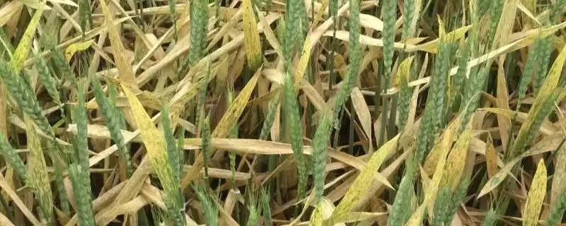 防治小麦锈病的特效药种类(防治小麦锈病的特效药有哪些,有三唑酮、丙环唑、烯唑醇等)?-会东网