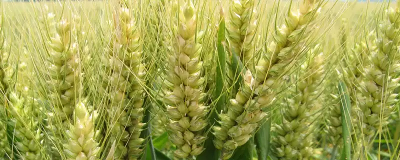 宁麦15小麦种子生育期情况(宁麦15全生育期204天左右)?-会东网