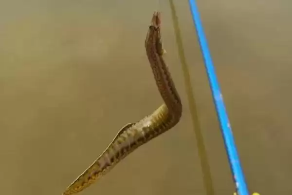 钓泥鳅是否需要打窝情况(钓泥鳅需要打窝吗，通常不需要打窝)？插图3