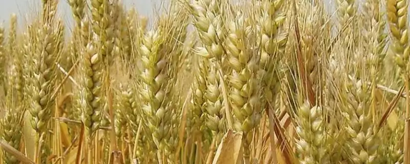 临黑199小麦品种情况、小穗密度(临黑199小麦品种简介，小穗密度中)？-会东网
