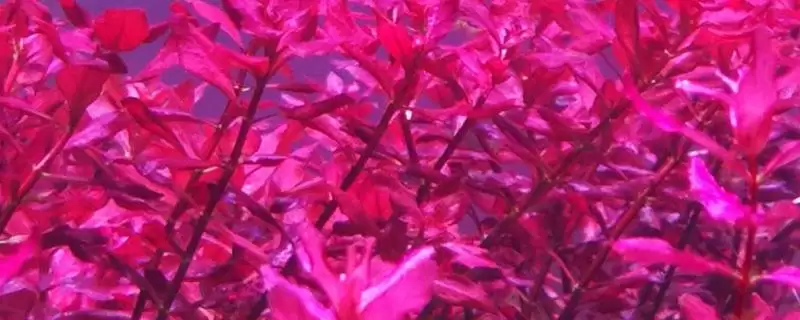 红蝴蝶水草养殖难度相关情况(红蝴蝶水草好不好养，栽培有一定难度)？-会东网