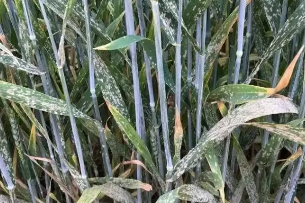 小麦病虫害种类及不同症状详细介绍(小麦病虫害有哪些及症状)？插图2