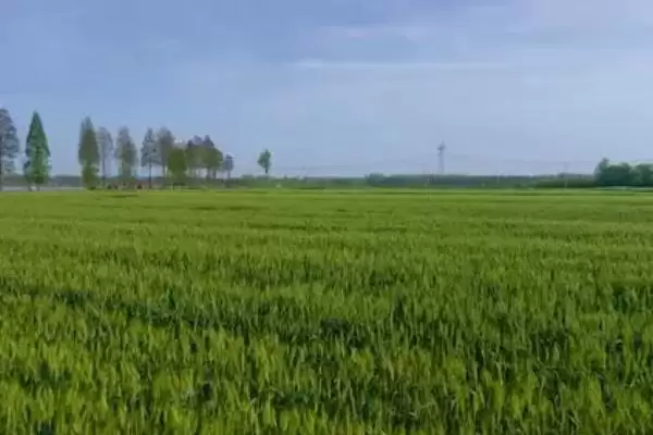 石麦22特征特性介绍(石麦22株型偏松散分蘖能力强)?插图3 石麦22特征特性介绍(石麦22株型偏松散分蘖能力强)?插图3