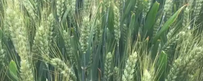 扬辐麦11号小麦种子介绍与抗赤霉病(扬辐麦11号小麦种子介绍及抗赤霉病)?-会东网