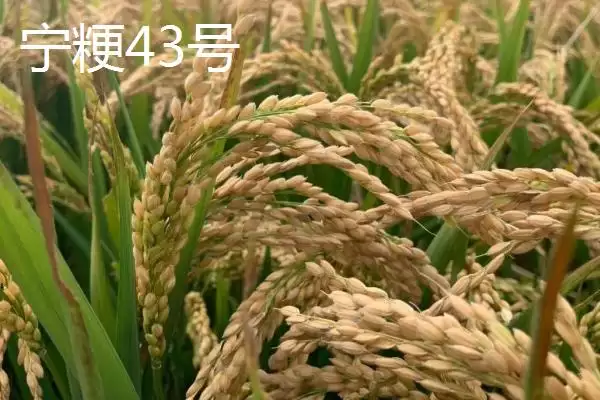 好吃的粳稻品种申优26符合国标一级优质米详情(好吃的粳稻品种申优26国标一级优质米详情)？插图1