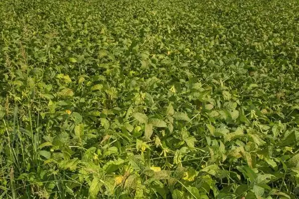 成豆14大豆品种简介与春播生育期(成豆14大豆品种简介及春播生育期)?插图2 成豆14大豆品种简介与春播生育期(成豆14大豆品种简介及春播生育期)?插图2