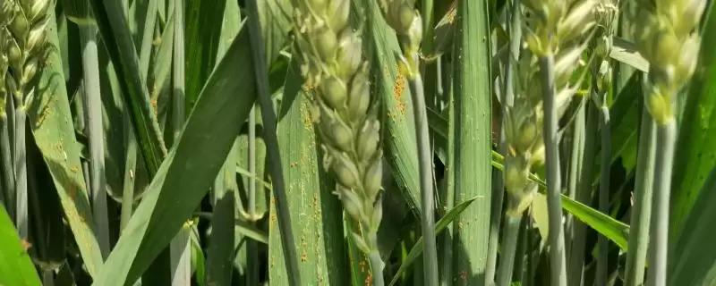 稷麦209小麦种情况、所属类型(稷麦209小麦种简介，半冬性品种)？-会东网