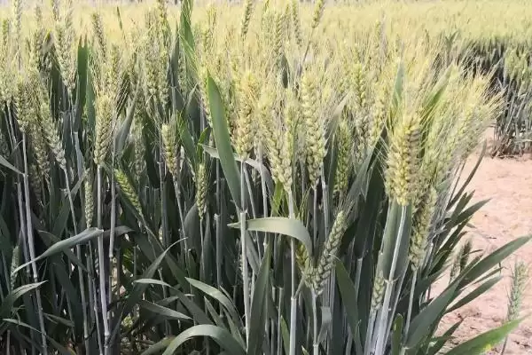 华垦麦7号小麦品种特性、施肥量(华垦麦7号小麦品种的特性，每亩底施复合肥50千克)？插图3