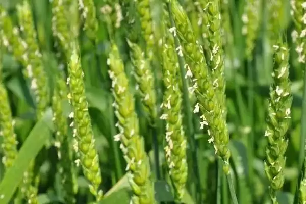 小麦授粉期能否浇水及授粉期禁水原因(小麦授粉期能浇水吗及禁水原因)?插图3 小麦授粉期能否浇水及授粉期禁水原因(小麦授粉期能浇水吗及禁水原因)?插图3