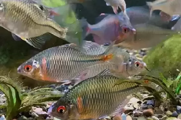 子线0.1号和0.2号区别及参数对比(子线0.1号和0.2号有啥区别及参数对比)?插图4 子线0.1号和0.2号区别及参数对比(子线0.1号和0.2号有啥区别及参数对比)?插图4