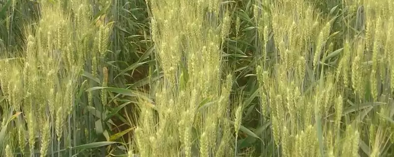 大地1087小麦种子情况、基本苗数(大地1087小麦种子简介，每亩16－18万基本苗)？-会东网