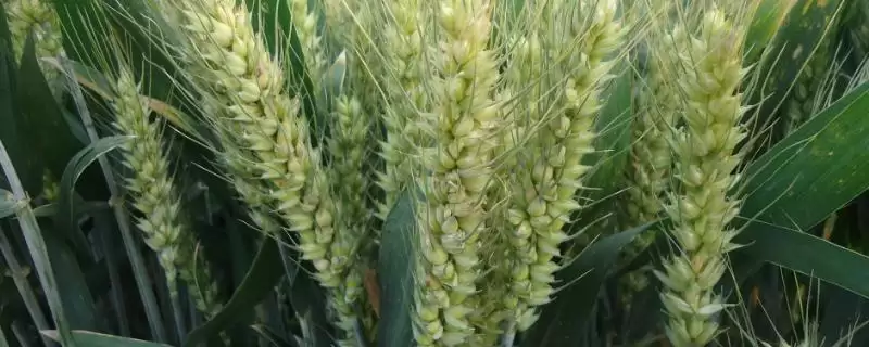 新冬49号小麦种子特点与优质弱筋品质(新冬49号小麦种子特点及品质)?-会东网