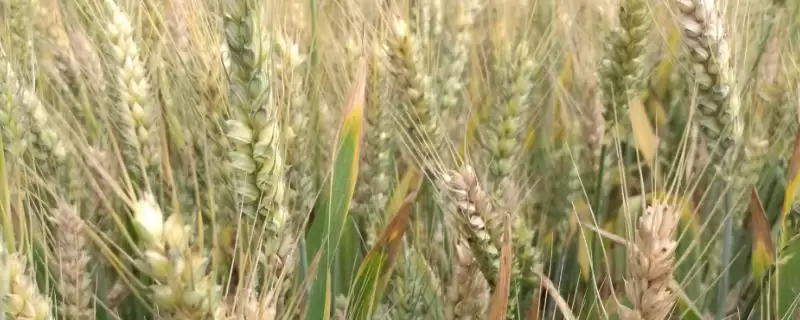 西农3517小麦品种特性及秆抗倒优势(西农3517小麦品种特性及优势)?-会东网