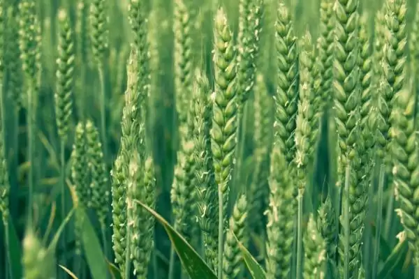 华麦1913小麦种子情况、所属类型(华麦1913小麦种子简介,属春性品种)?插图2 华麦1913小麦种子情况、所属类型(华麦1913小麦种子简介,属春性品种)?插图2