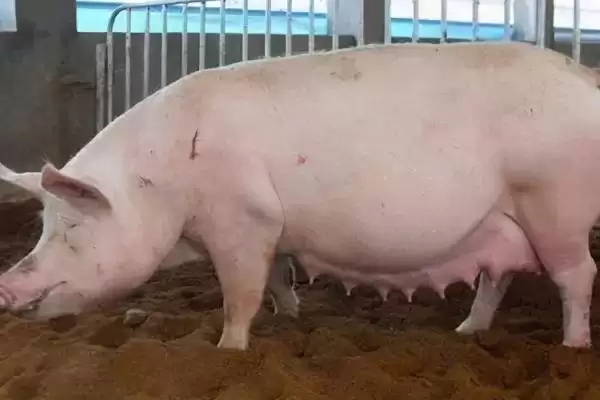 母猪催奶方法介绍(母猪可用黄瓜、韭菜等食物催奶)?插图2 母猪催奶方法介绍(母猪可用黄瓜、韭菜等食物催奶)?插图2