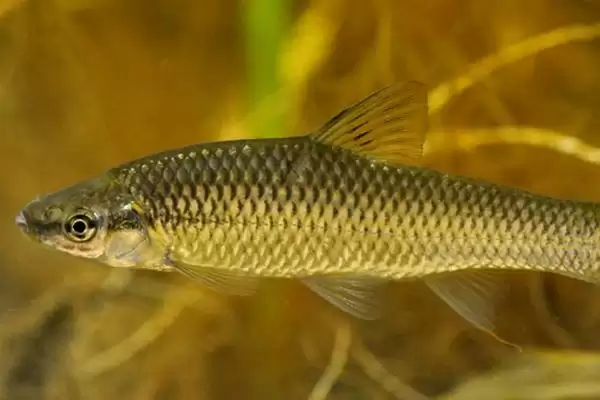 麦穗鱼简介(麦穗鱼普遍分布在我国池塘和溪流中)?插图1 麦穗鱼简介(麦穗鱼普遍分布在我国池塘和溪流中)?插图1