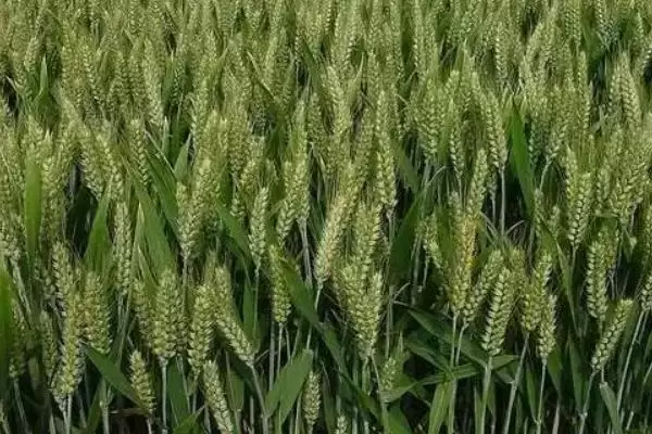 镇麦15品种简介与春性中熟品种特性(镇麦15品种简介及春性中熟品种特性)？插图1