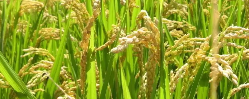 花优7991水稻种基部叶叶鞘绿色详情(花优7991水稻种基部叶叶鞘绿色详情)?插图 花优7991水稻种基部叶叶鞘绿色详情(花优7991水稻种基部叶叶鞘绿色详情)?插图