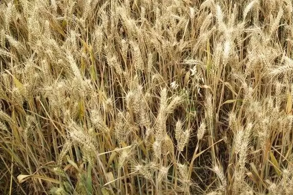 甘育2号小麦种子情况、播种量(甘育2号小麦种子介绍,亩播种量25-30公斤)?插图3 甘育2号小麦种子情况、播种量(甘育2号小麦种子介绍,亩播种量25-30公斤)?插图3