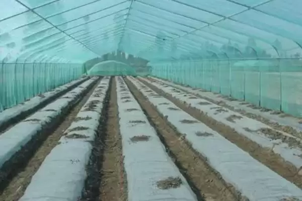 棚室内降低湿度方式介绍(棚室内降低湿度可选用无滴膜等)?插图3 棚室内降低湿度方式介绍(棚室内降低湿度可选用无滴膜等)?插图3