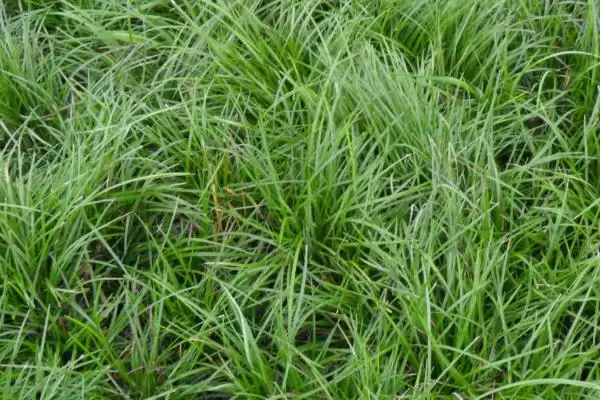 麦冬炭疽病症状及防治方法(麦冬炭疽病叶片现黄褐色小圆点及防治)？插图2