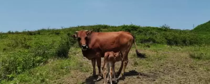 牛吃土治疗方法及饲养管理要点(怎么治疗牛吃土及饲养管理要点)？-会东网