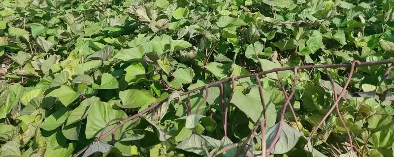 秋天红薯管理要点(秋天红薯封垄后做好提蔓采梢工作)？-会东网