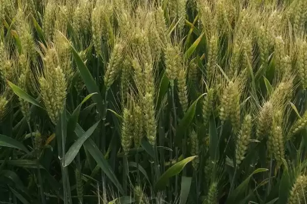 济麦70小麦品种情况、生育期(济麦70小麦品种简介，生育期239天)？插图3