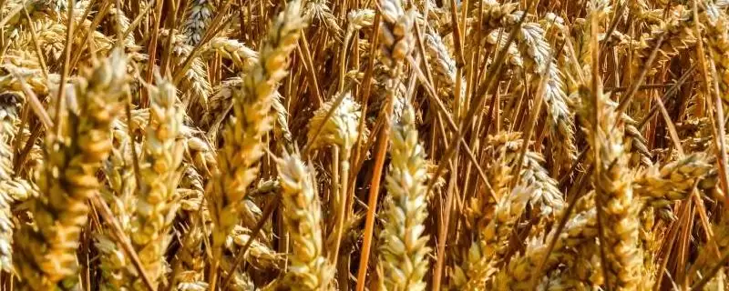 邯麦26小麦品种特性、适宜基本苗数(邯麦26小麦品种的特性,每亩适宜基本苗20万—25万)?-会东网