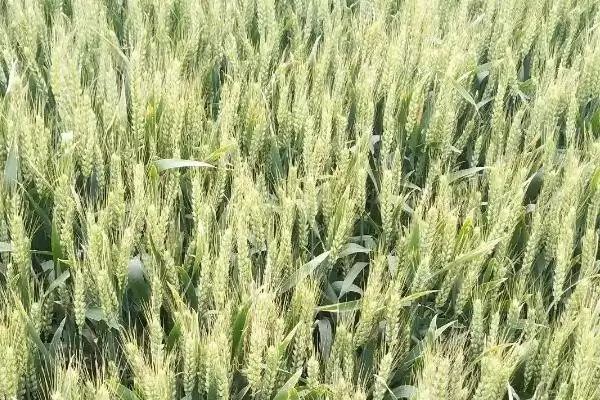 农麦3号小麦种子特征介绍(农麦3号小麦种子特征待补充)？插图2