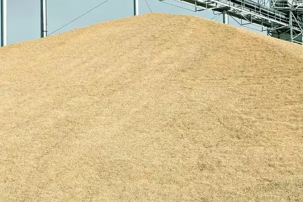 夏收小麦发热原因及水分仓库等因素(夏收小麦发热为啥及相关因素)？插图1