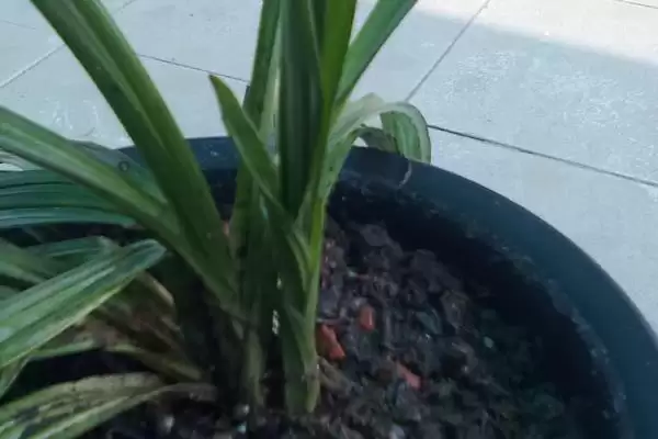 最贵兔耳兰品种及宽叶兰小兰草等介绍(最贵的兔耳兰品种有哪些及介绍)?插图1 最贵兔耳兰品种及宽叶兰小兰草等介绍(最贵的兔耳兰品种有哪些及介绍)?插图1