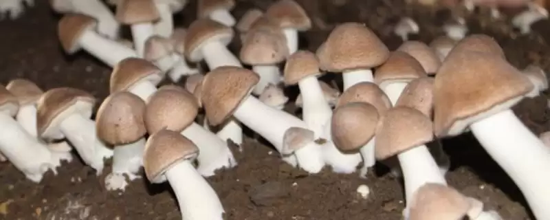 识别食用菌杂菌方法介绍(从颜色、气味等区分食用菌杂菌)?插图 识别食用菌杂菌方法介绍(从颜色、气味等区分食用菌杂菌)?插图