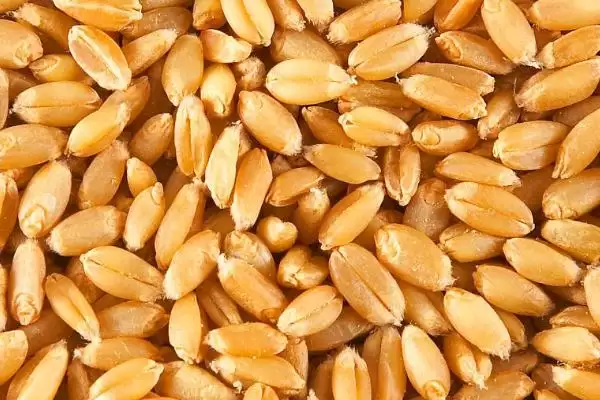 小麦种子保存方法及控制水分要点(怎样保存小麦种子及控制水分要点)？插图3