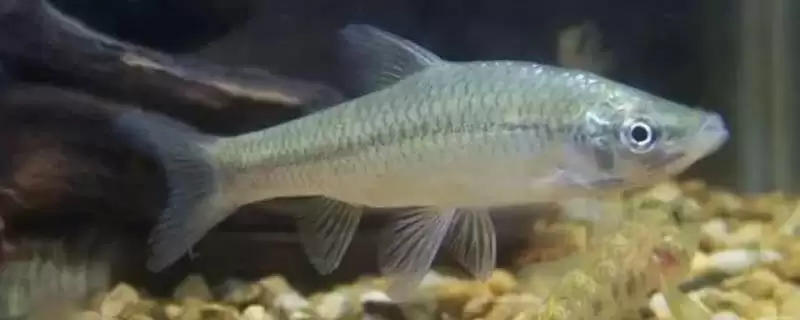 麦穗鱼食物介绍(麦穗鱼通常更喜欢吃活饵)?-会东网